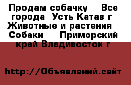 Продам собачку  - Все города, Усть-Катав г. Животные и растения » Собаки   . Приморский край,Владивосток г.